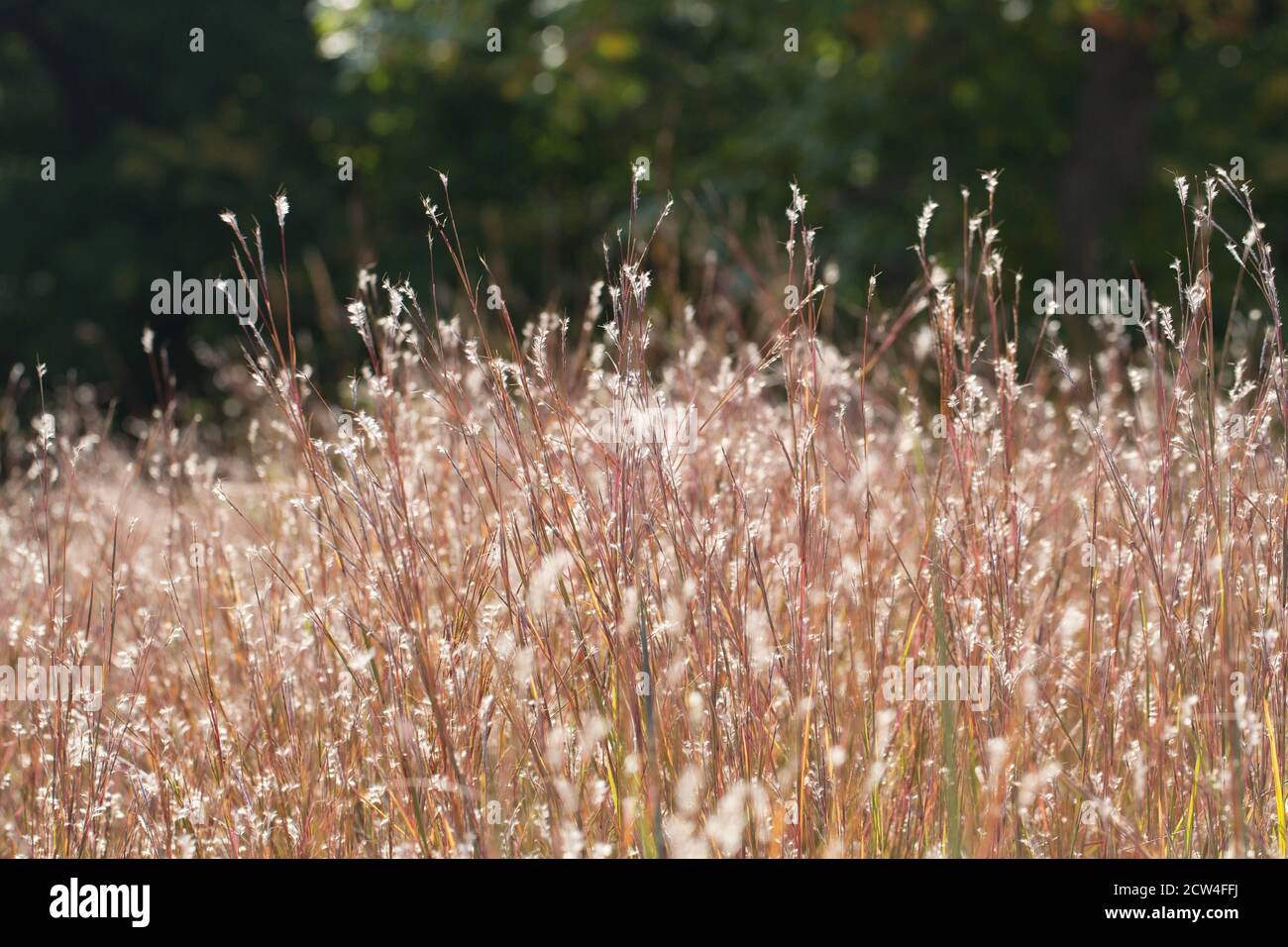 Schizachyrium scoparium grass. Stock Photo