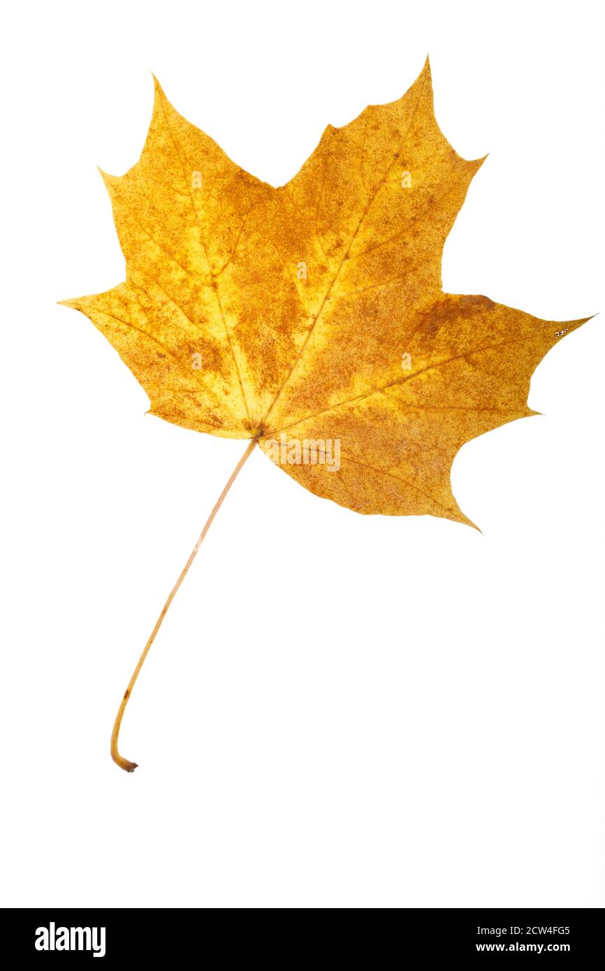 autumn maple leaf isolated on white background Stock Photo - Alamy