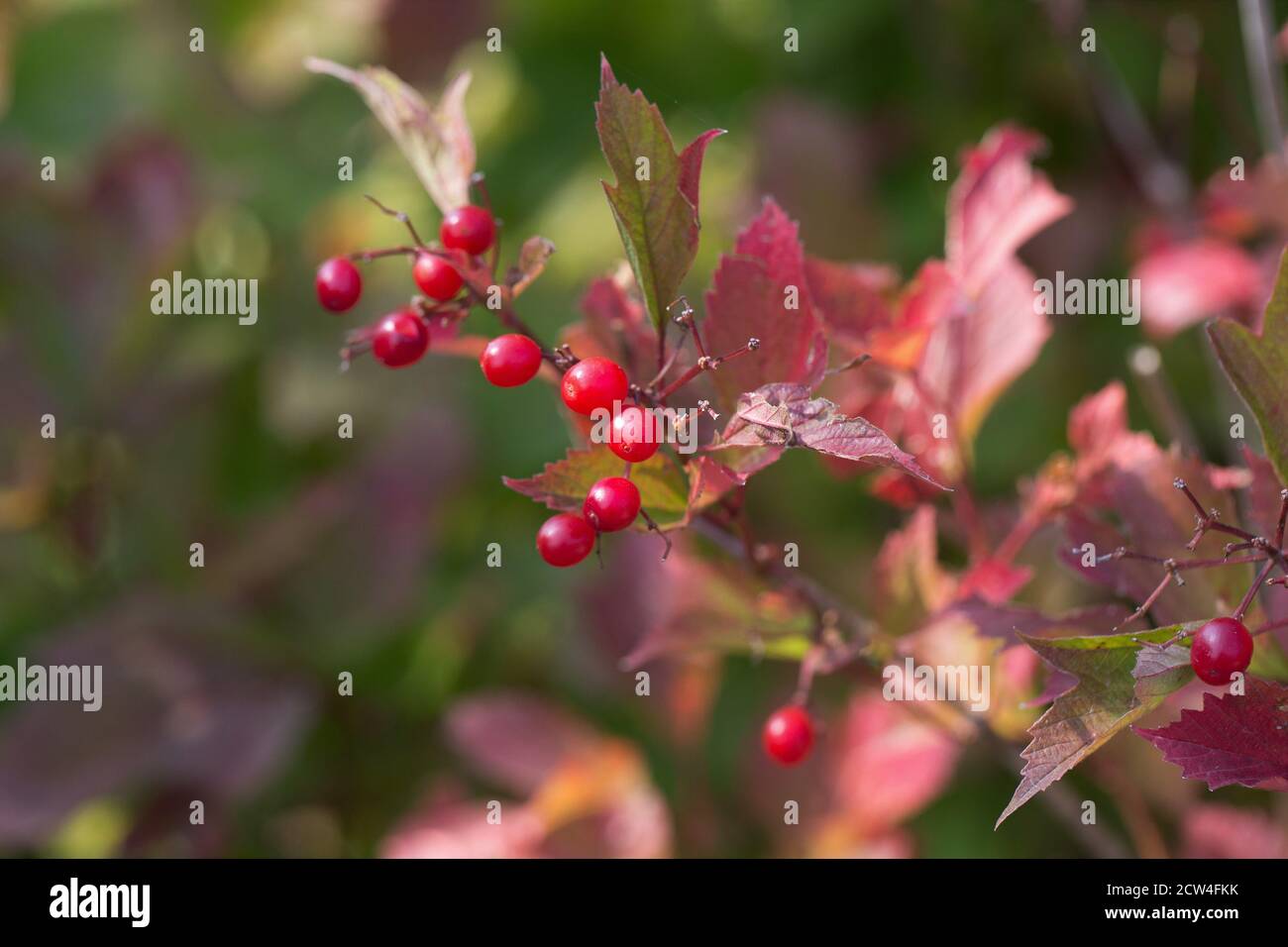 Viburnum trilobum 'Alfredo' Stock Photo Alamy