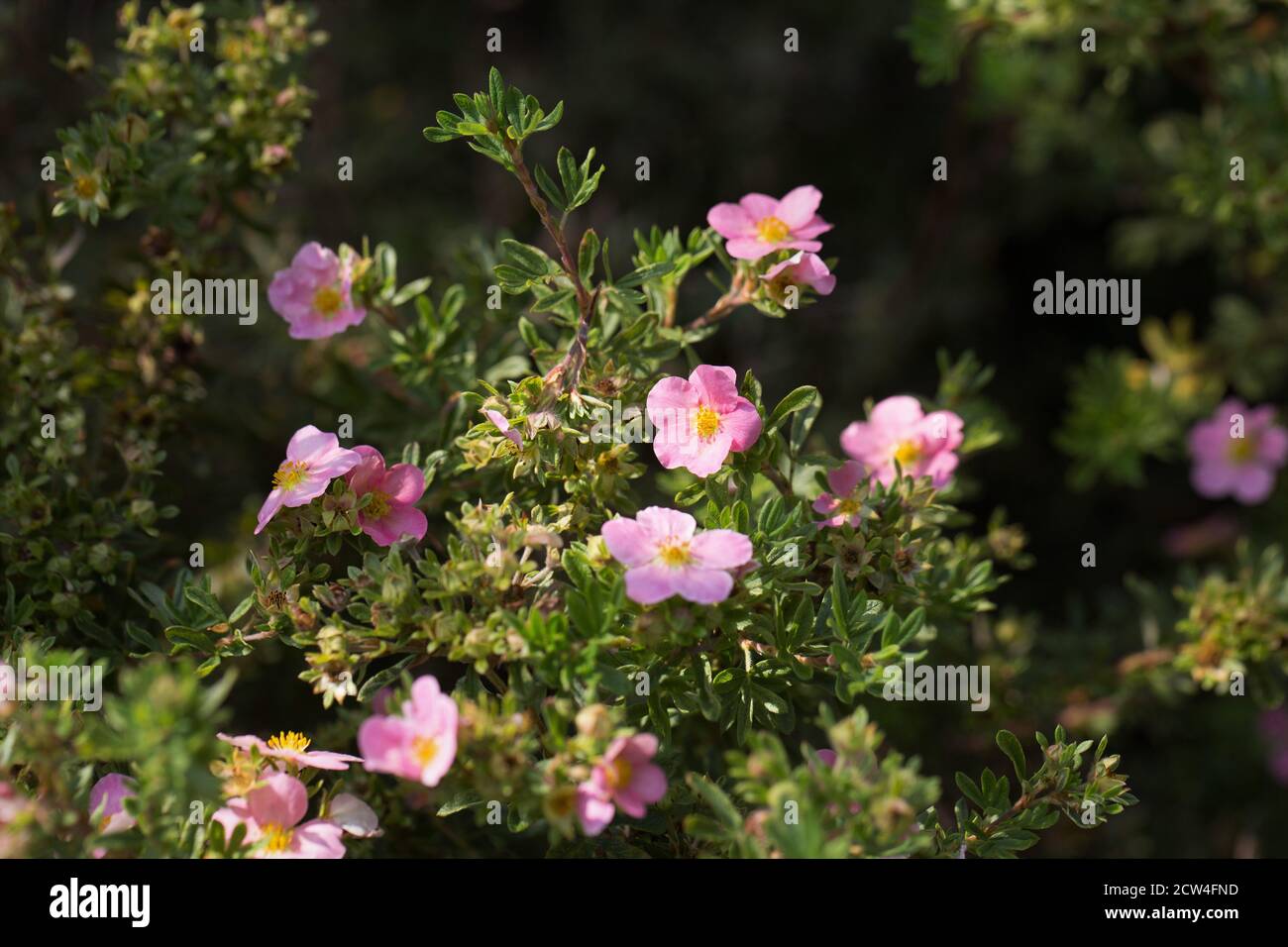 Potentilla fruticosa 'Pink Beauty'. Stock Photo
