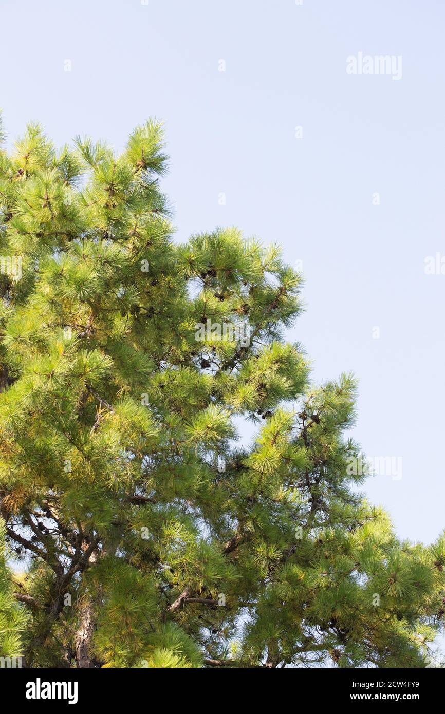 Pinus Rigida - pitch pine tree, close up. Stock Photo
