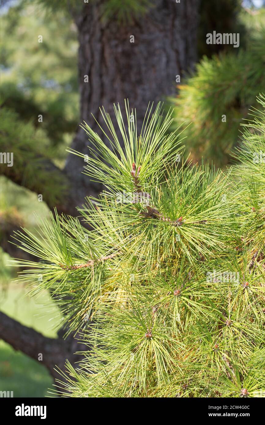 Pinus Rigida - pitch pine tree, close up. Stock Photo