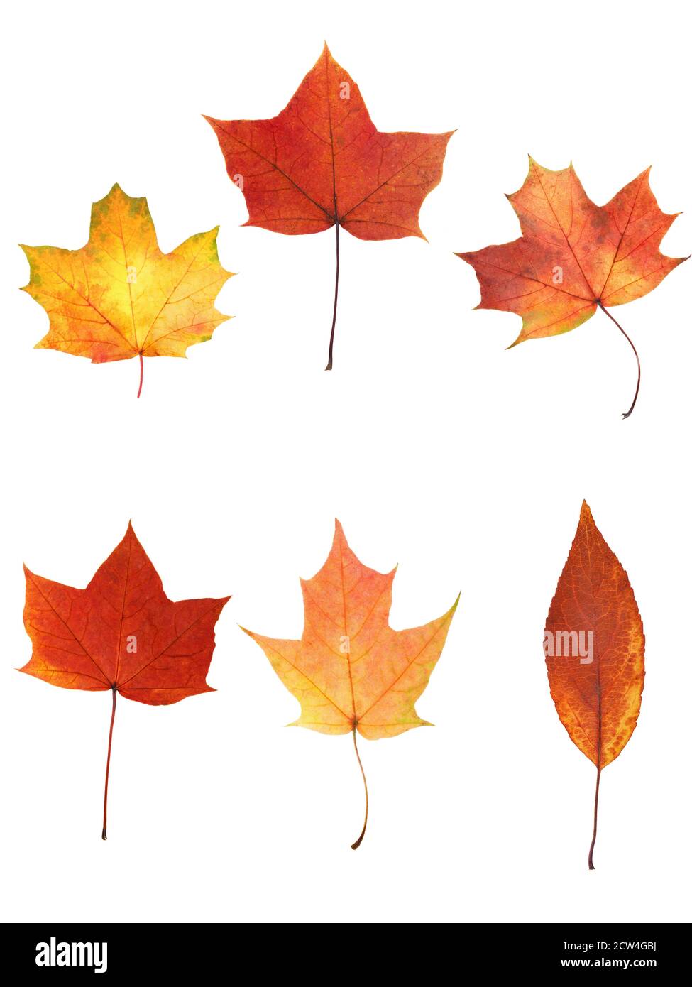 collection of autumn leaves isolated on white background Stock Photo ...