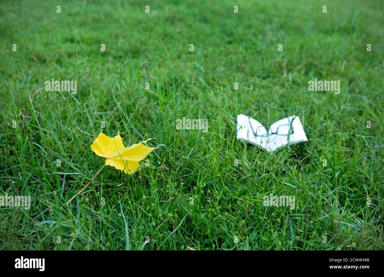 A yellow leaf and a open story book with a spectacle on it on green grass bed in a park Stock Photo