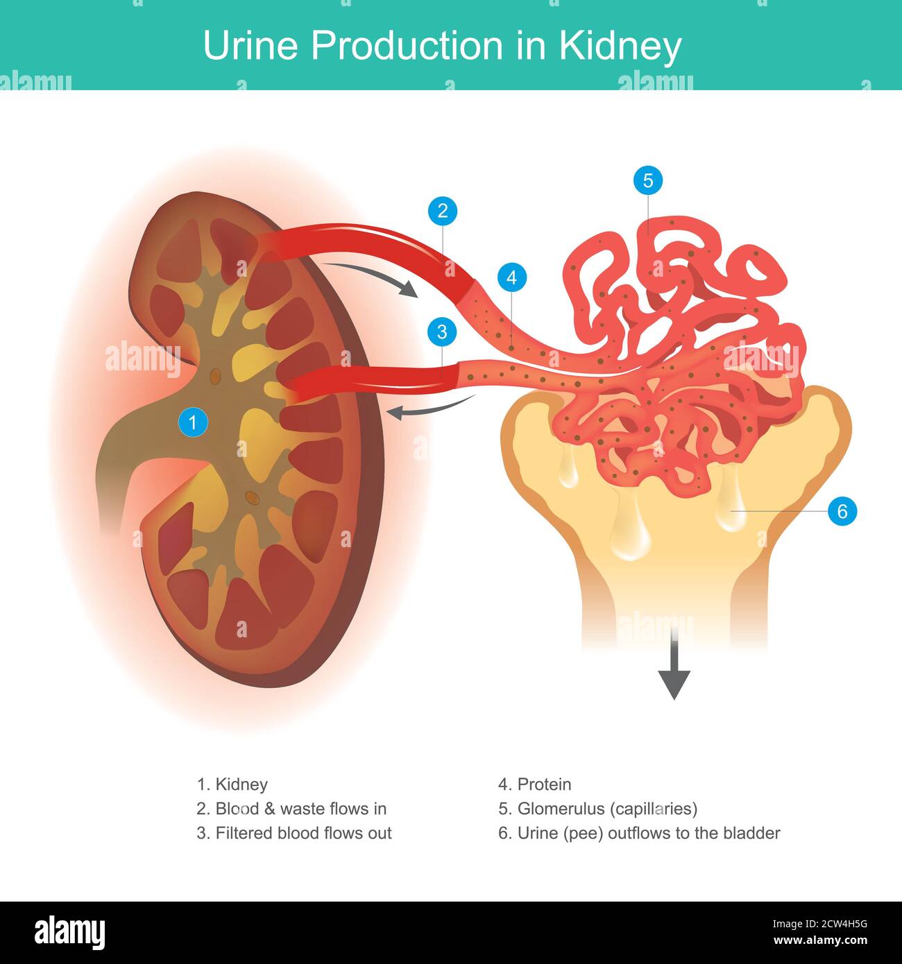 Urine Production in Kidney. Illustration explain The kidney function to