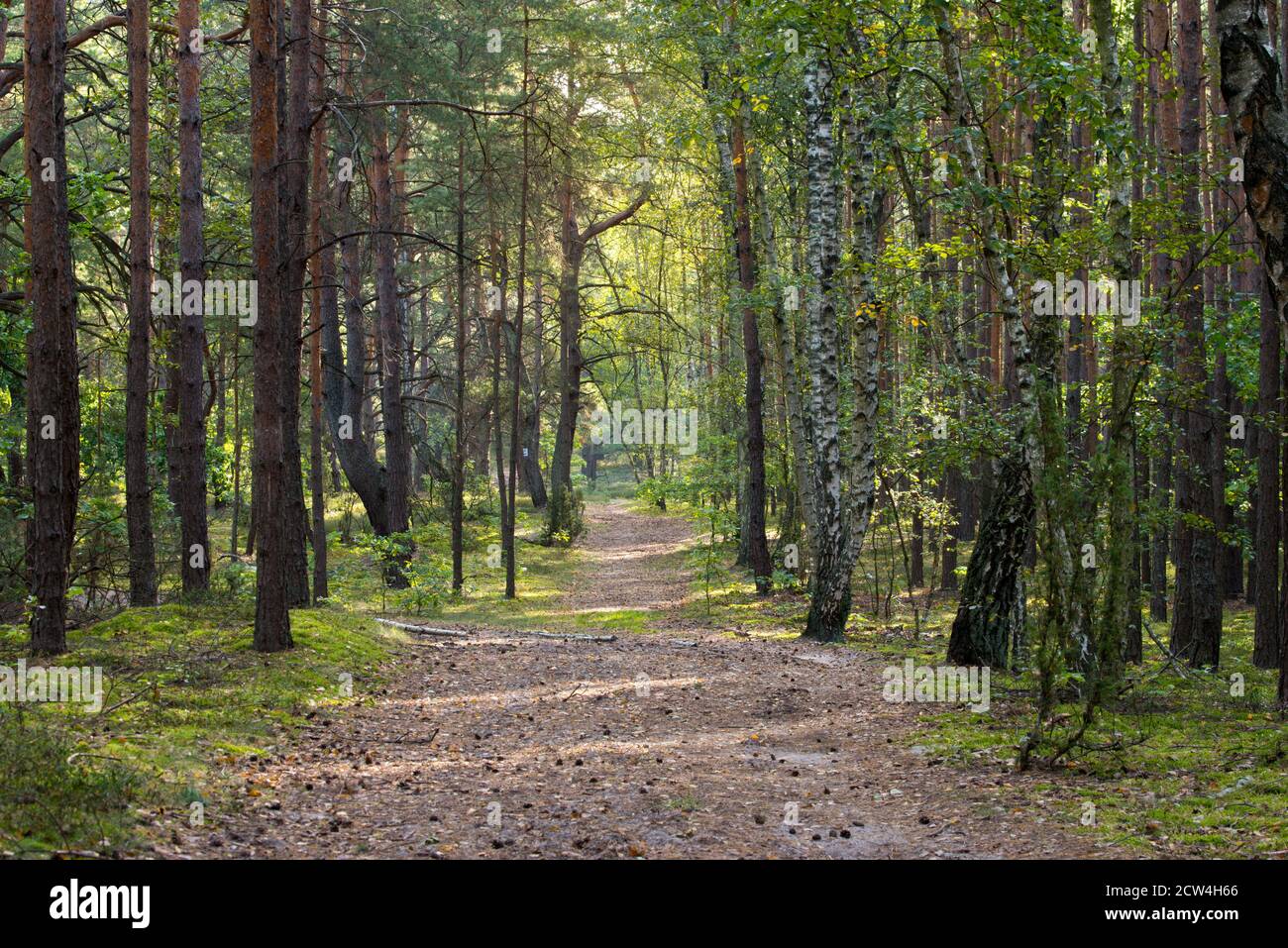 footpath in summer forest on sunny day Stock Photo