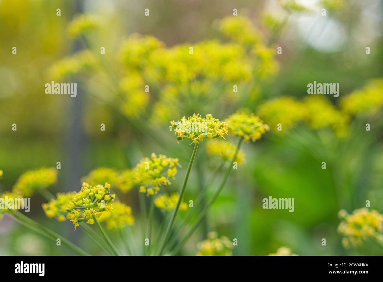 Yellow alyssum hi-res stock photography and images - Alamy