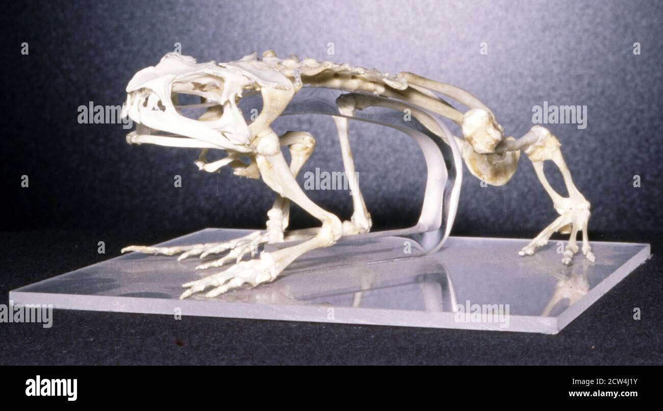 Toad skeleton (amphibian anatomy) Stock Photo