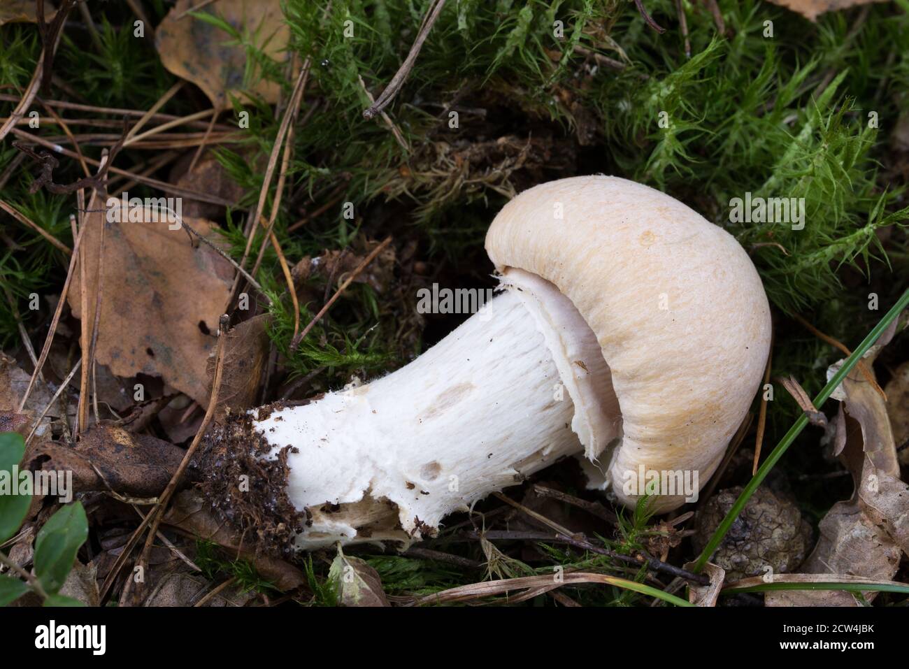 Cortinarius caperatus,  gypsy mushroom closeup Stock Photo