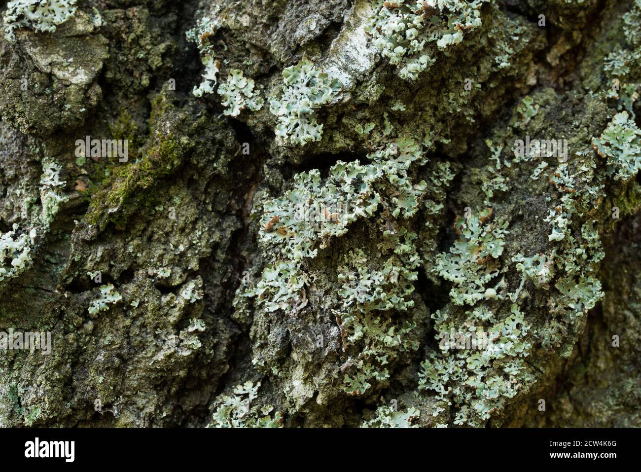lichen Hypogymnia physodes on tree closeup selective focus Stock Photo