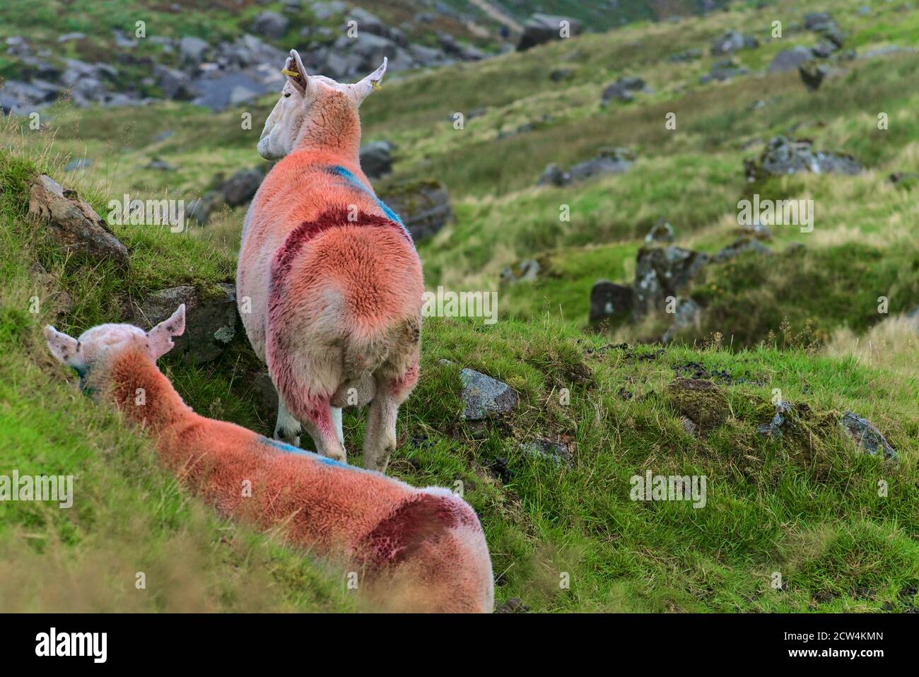Beautiful sheep rear view. Cute sheep marked with color in Glenealo