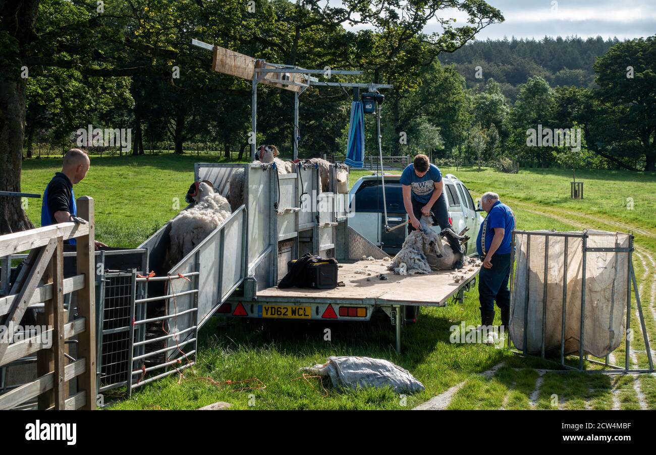 Sheep Shearers High Resolution Stock Photography and Images Alamy
