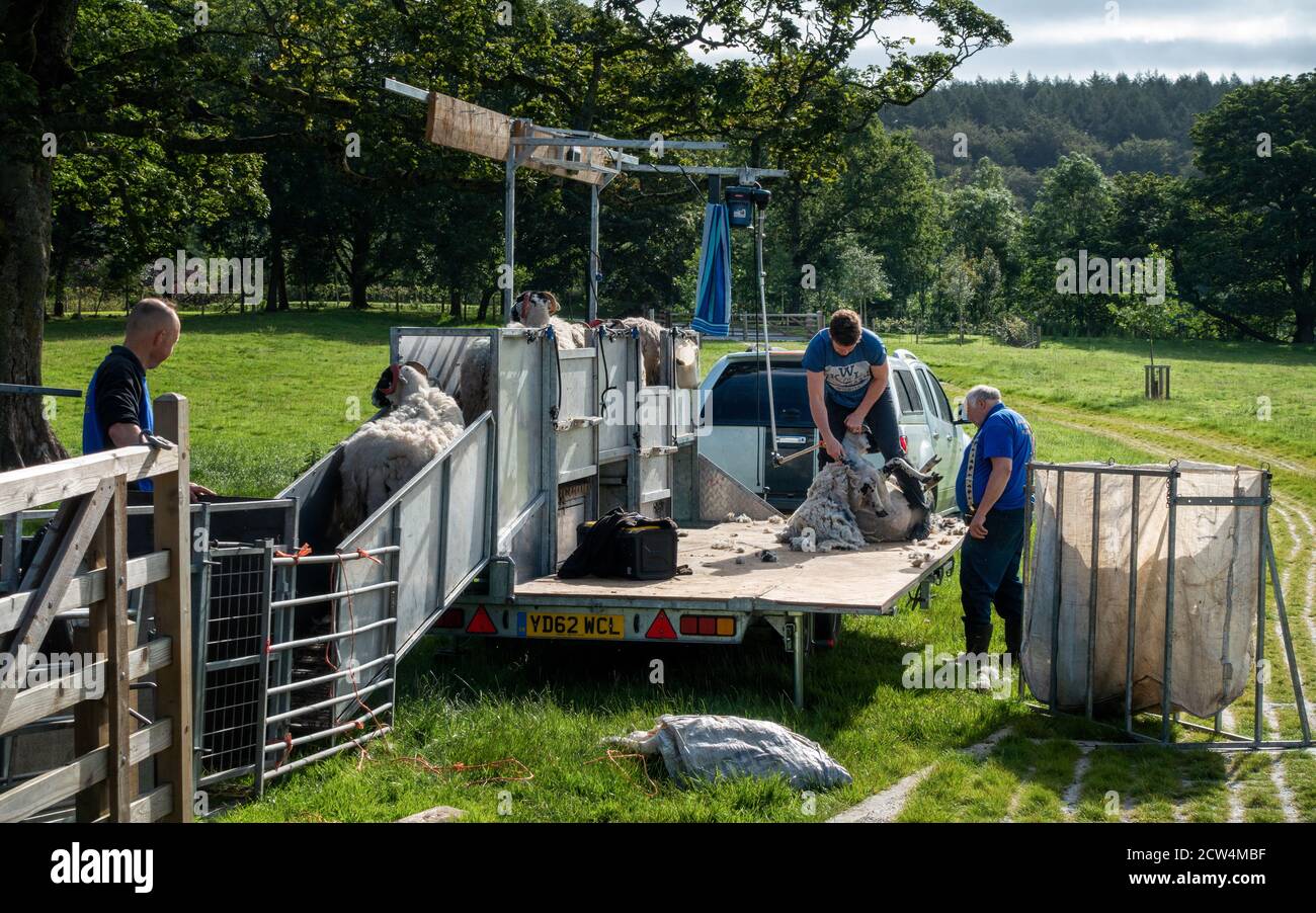 Mobile sheep shearing unit at Bolton Abbey, North Yorkshire, UK Stock Photo