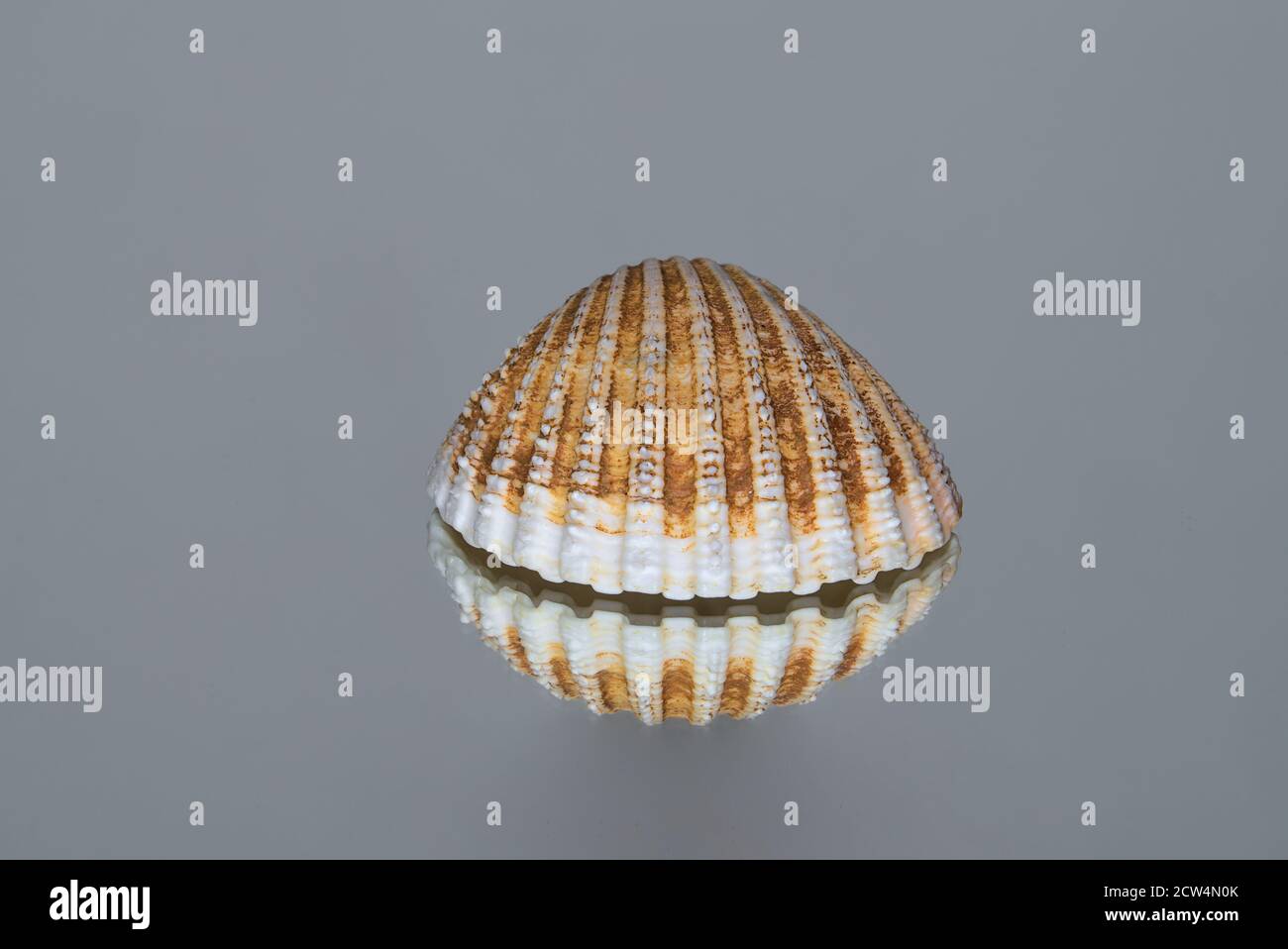 Levitating-like seashell. Isolated seashell on gray reflective background Stock Photo