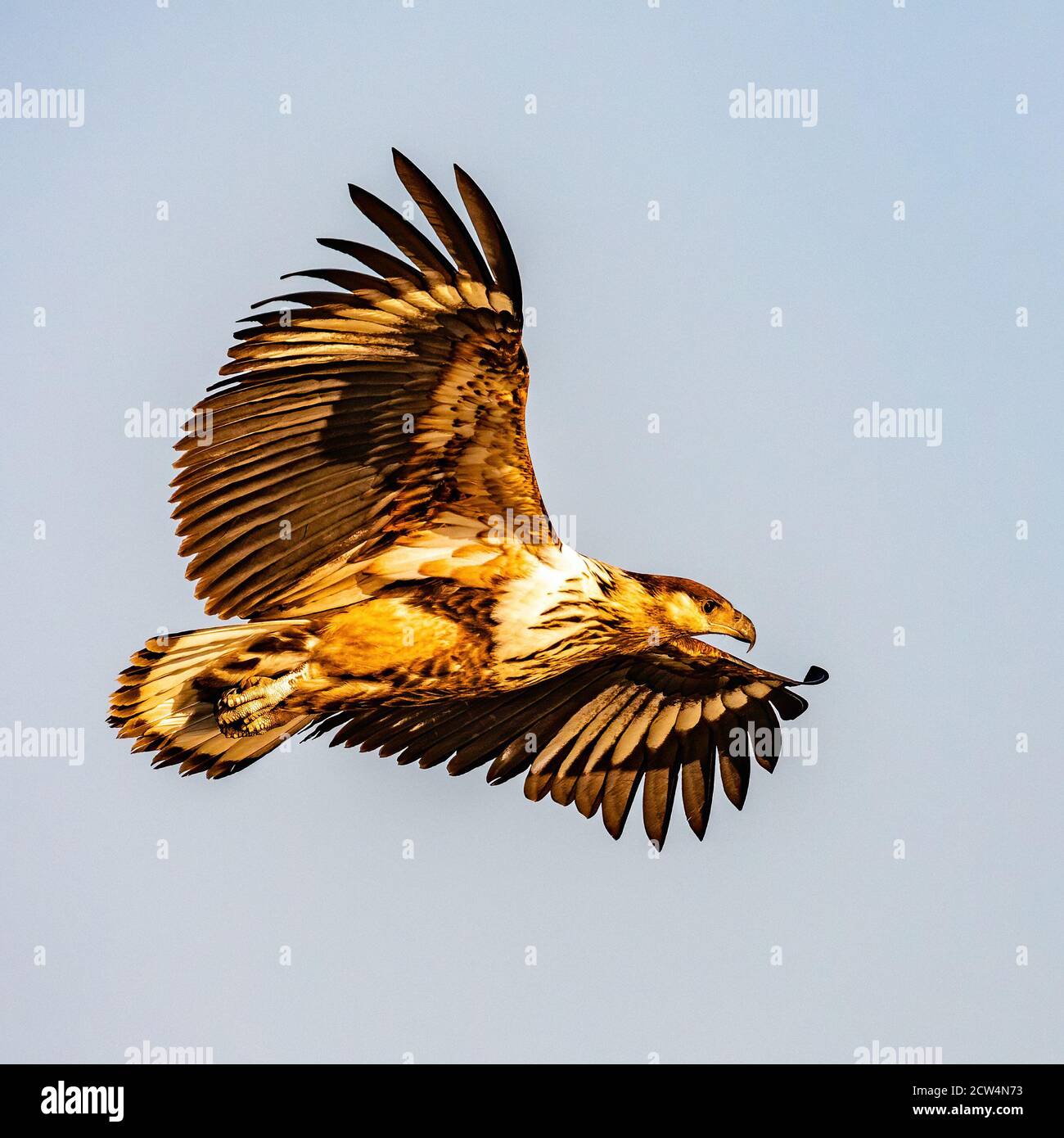 Yellow-billed kite in flight Stock Photo