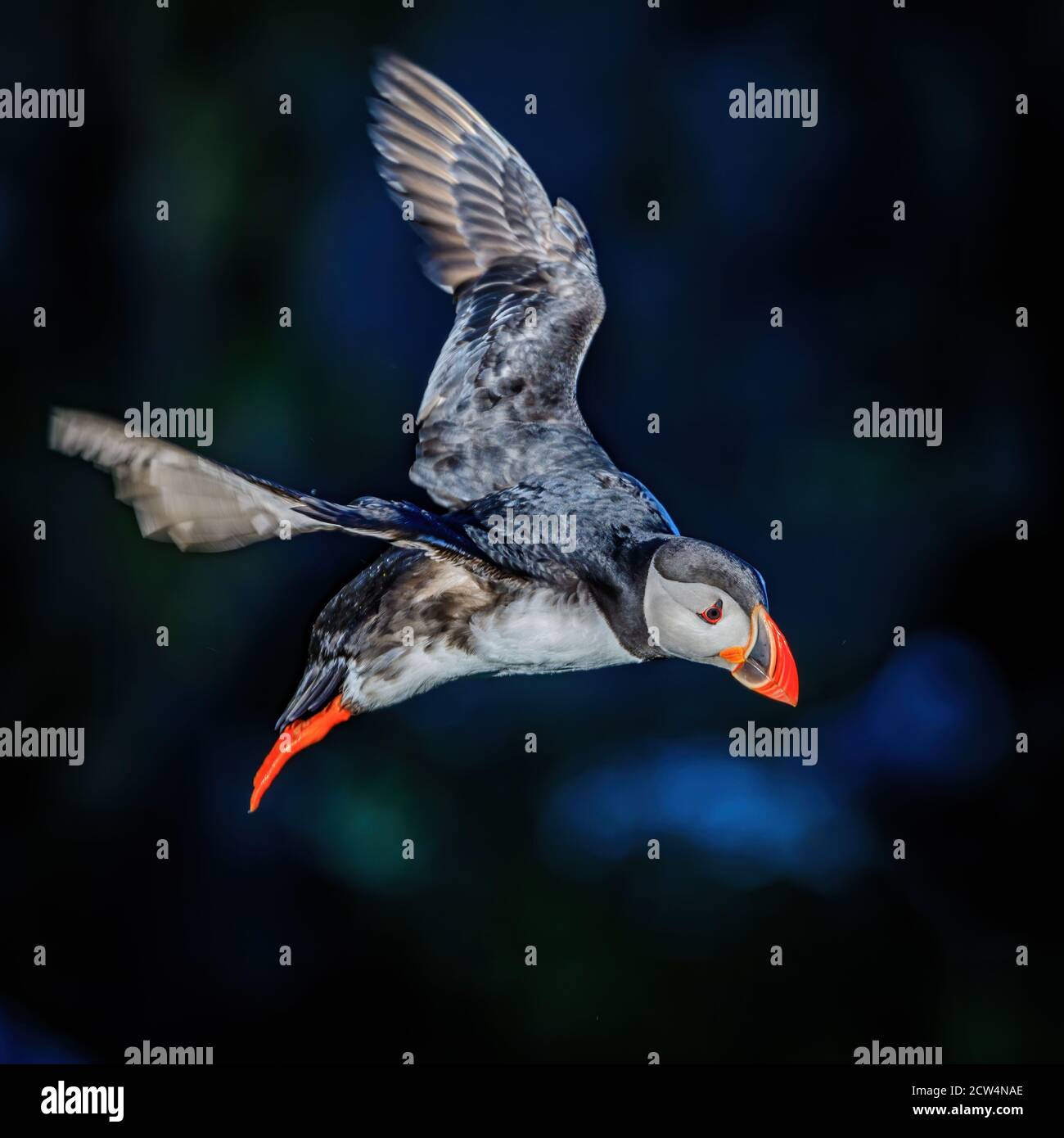 Atlantic puffin in flight Stock Photo - Alamy