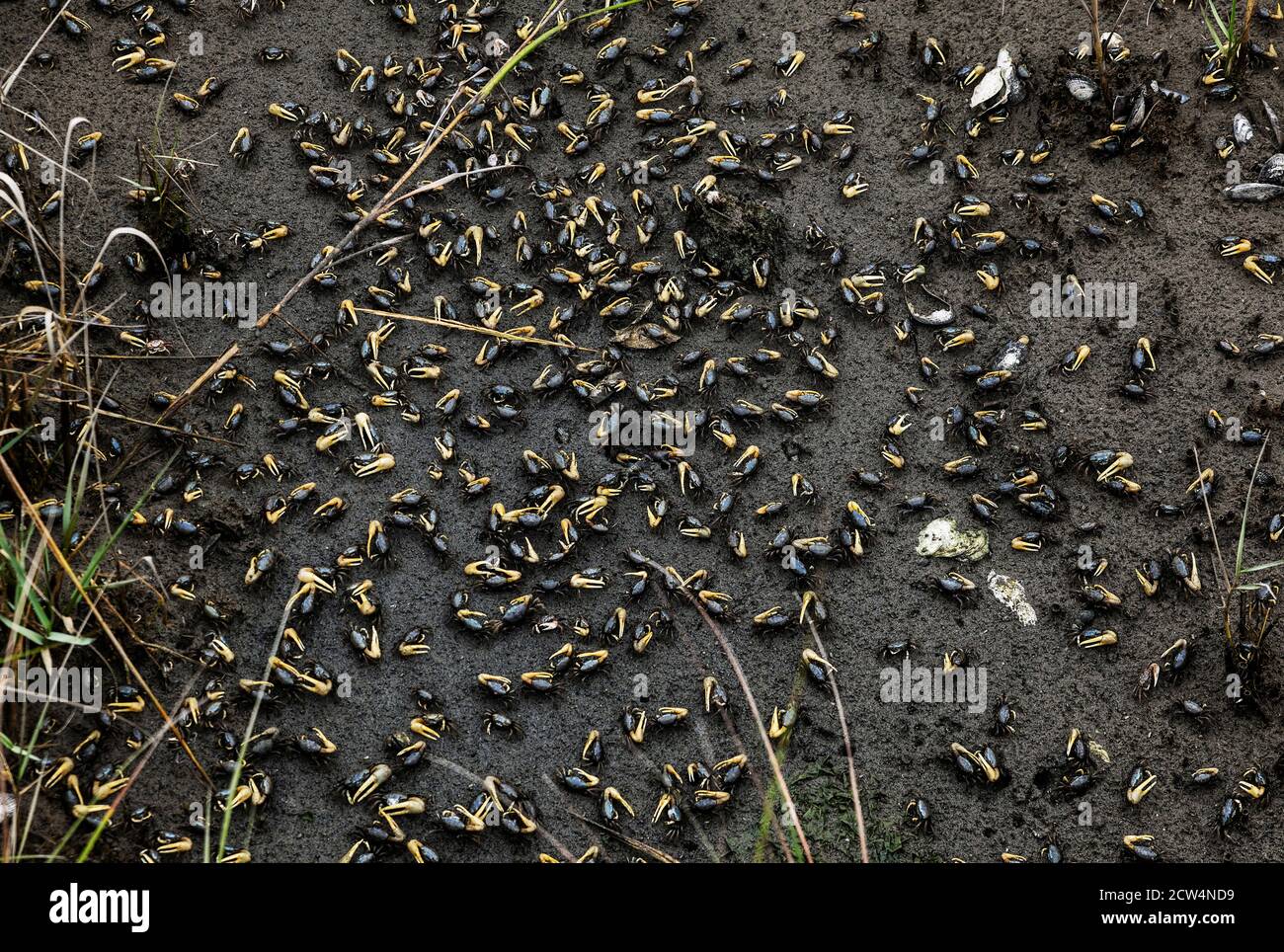 Large community of Fiddler crabs. Stock Photo