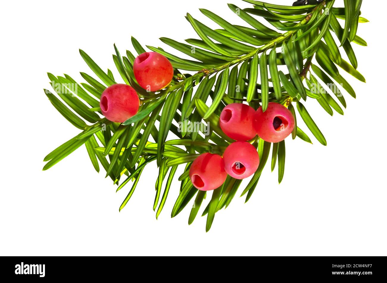 Yew twigs with red berries isolated Stock Photo