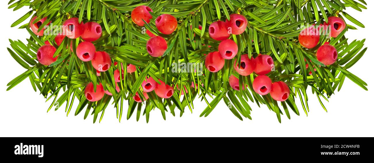 Yew twigs with red berries isolated in row Stock Photo