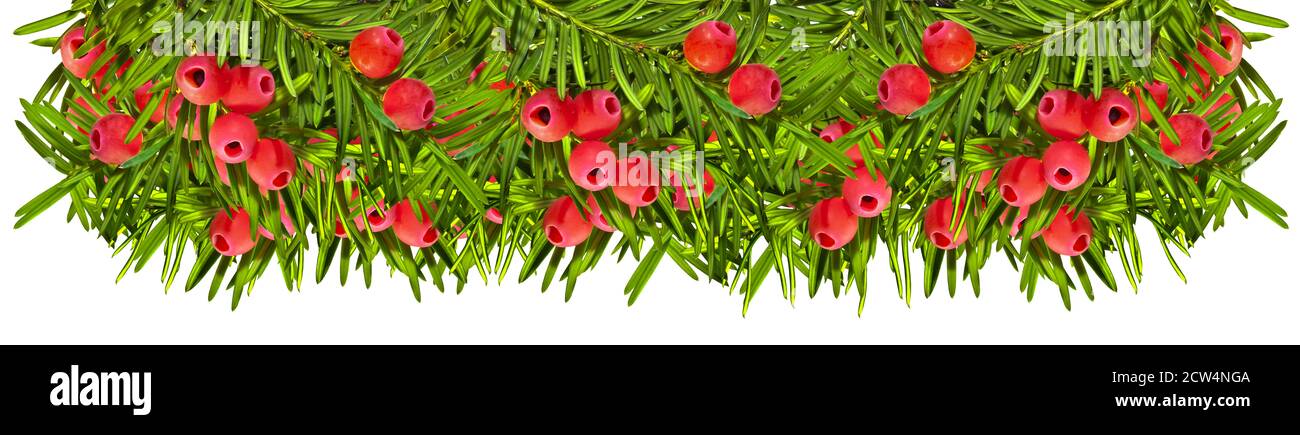 Yew twigs with red berries isolated in row Stock Photo