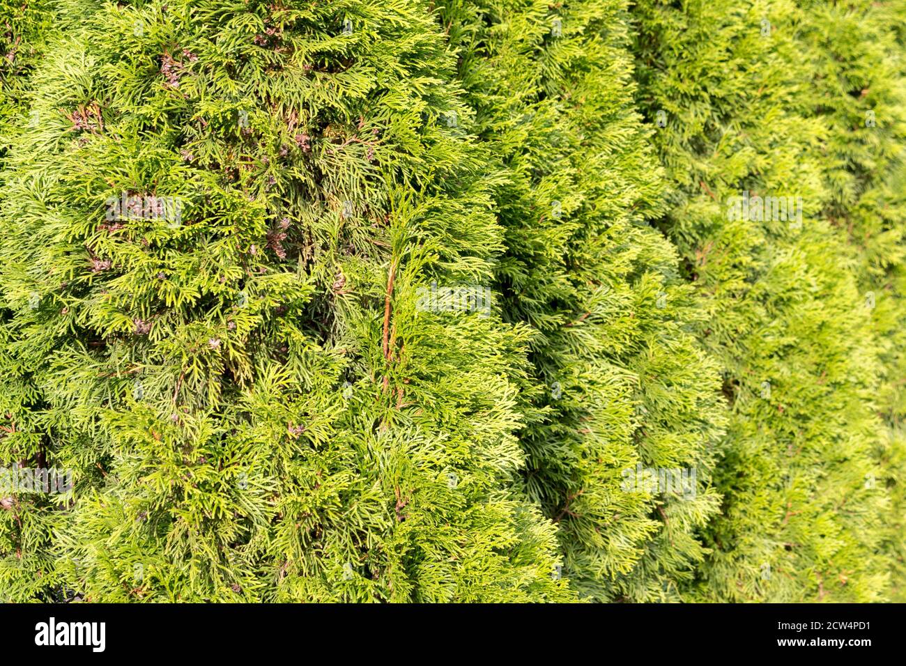 Live hedge from Thuja western Smaragd, landscape design, labyrinth in the park Stock Photo