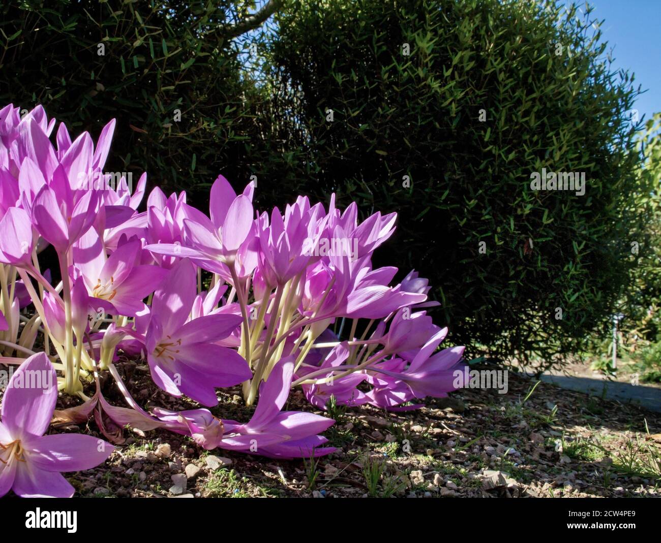 Autumn at Garden House in Devon. Beautiful autumn crocus a delicate lilac with golden stamen taken from a ground level close up viewpoint. Flowers app Stock Photo