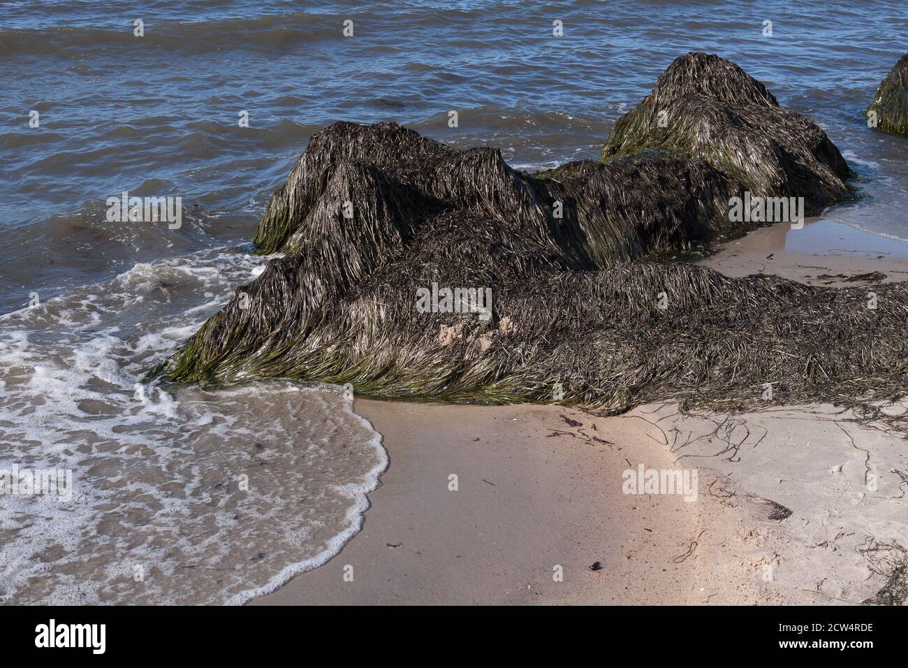 Smelly piled up seaweed on Glowe beach, Ruegen, Mecklenburg-Western Pomerania, Germany Stock Photo