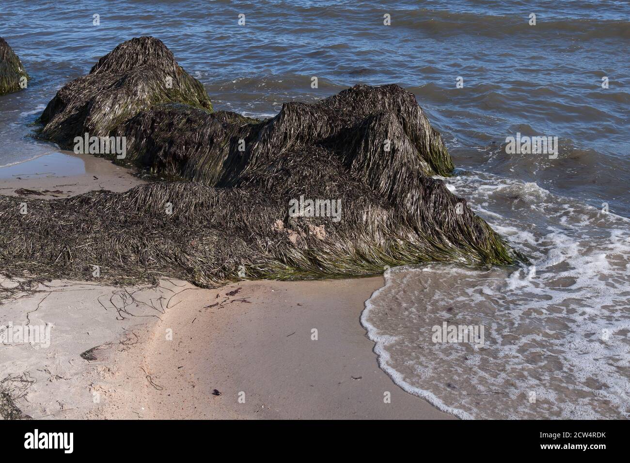 Smelly piled up seaweed on Glowe beach, Ruegen, Mecklenburg-Western Pomerania, Germany Stock Photo