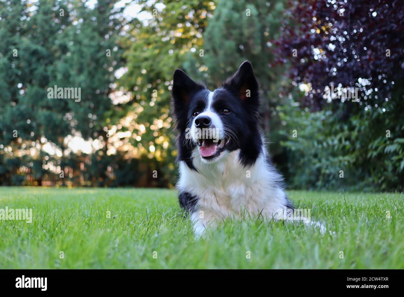 Portrait of Beautiful Border Collie Lying on Grass in the Garden. Black and White Dog being Cute Outside. Furry Animal with Smile on its Face. Stock Photo