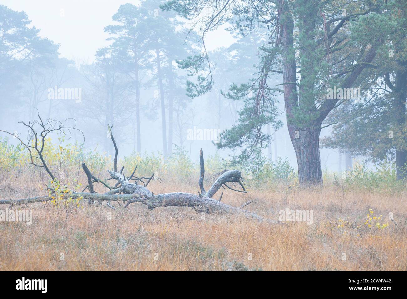 quiet foggy morning in autumn forest in morning Stock Photo - Alamy