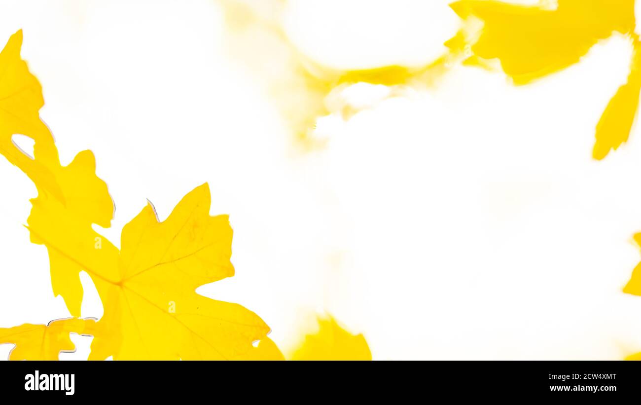 Autumn background with maple leaves. Yellow maple leaves on a blurred ...
