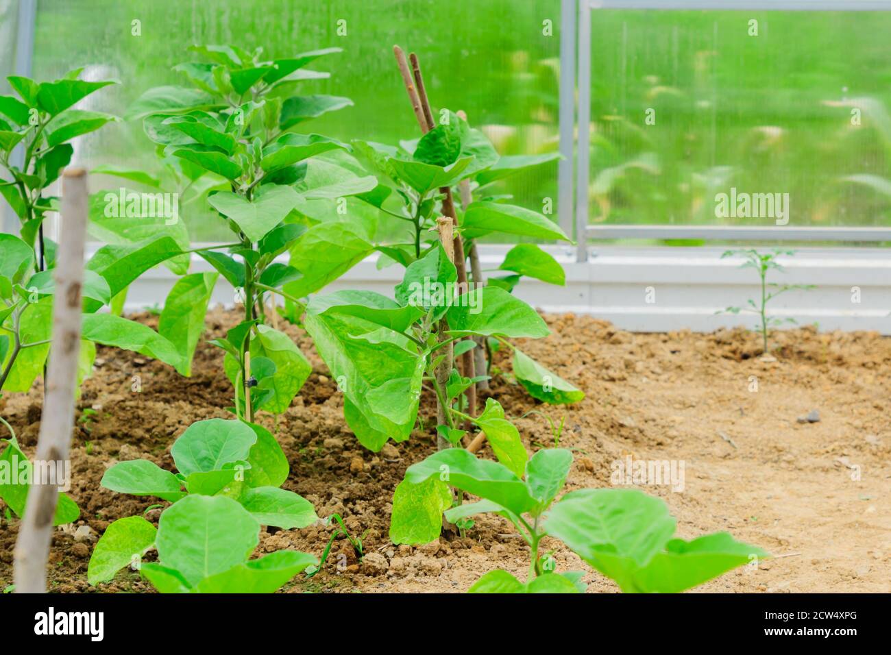 Eggplants growing in the greenhouse. vegetable rows. farming, agriculture Stock Photo Alamy