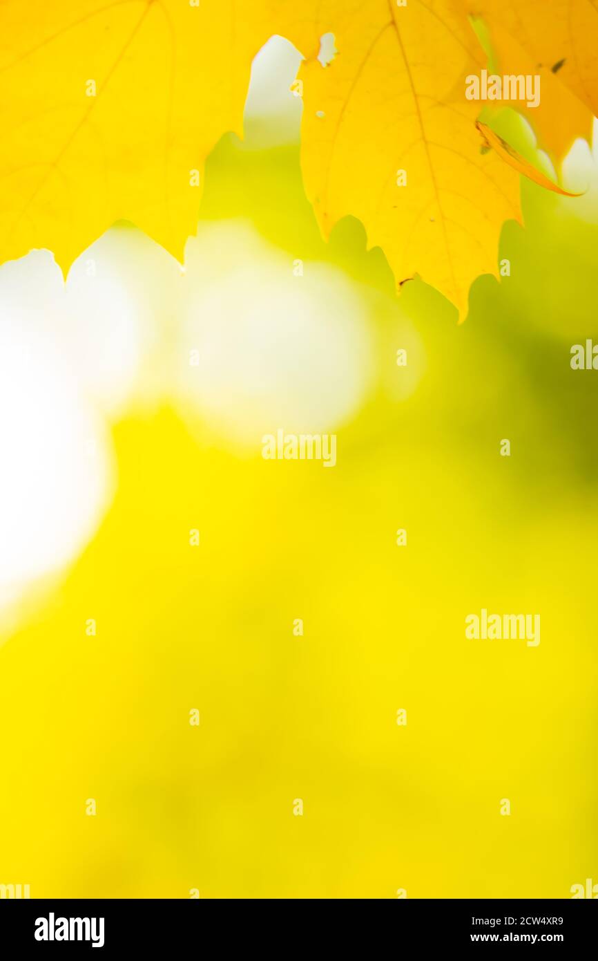 Autumn background with maple leaves. Yellow maple leaves on a blurred ...