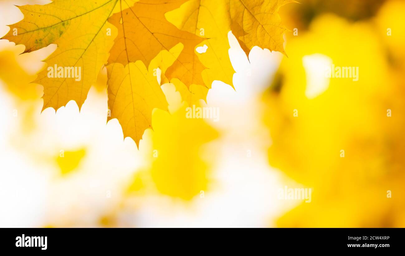 Autumn background with maple leaves. Yellow maple leaves on a blurred ...