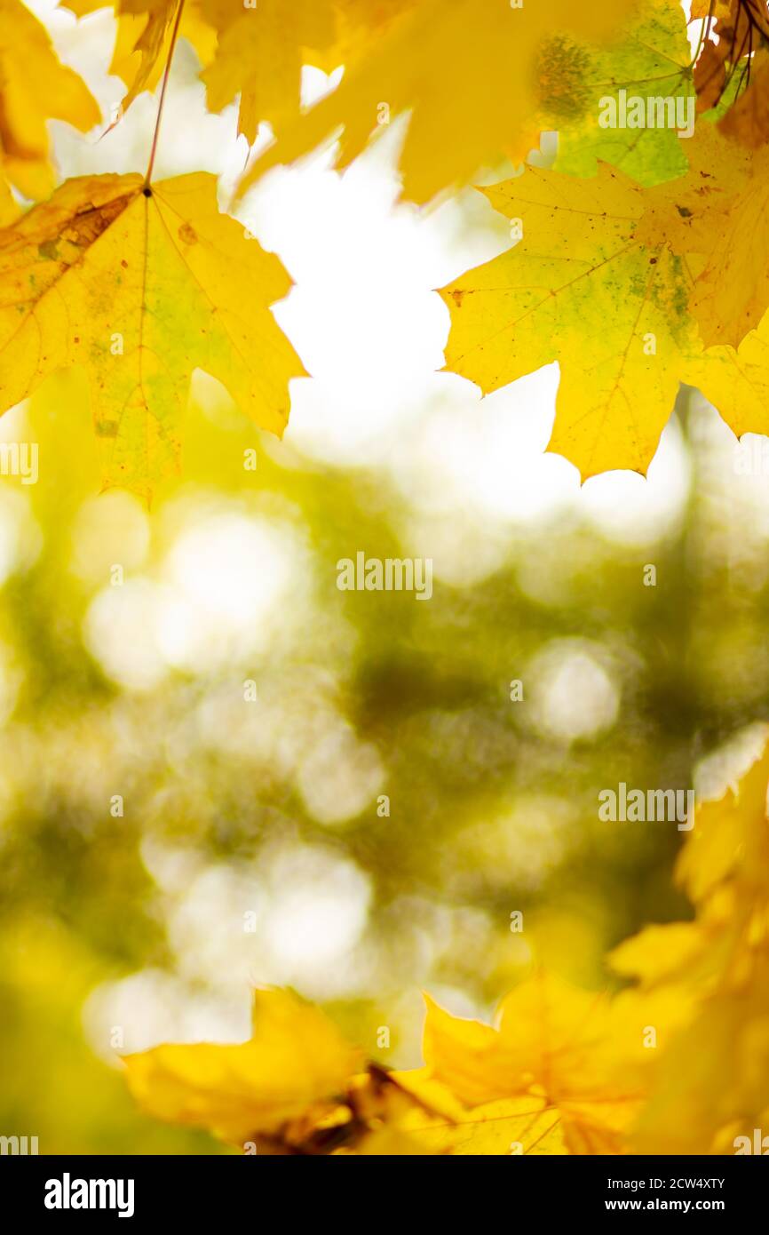 Autumn background with maple leaves. Yellow maple leaves on a blurred ...