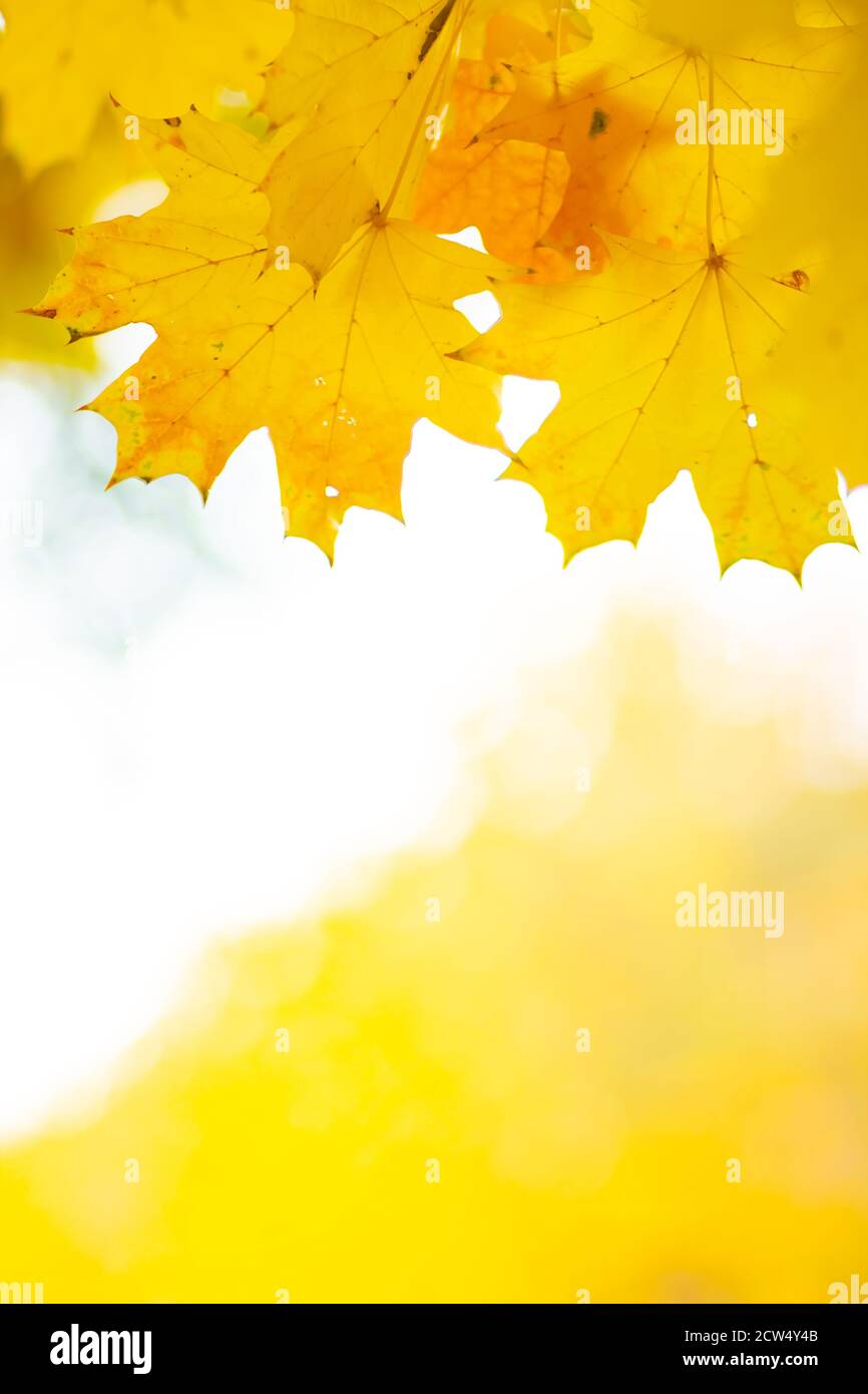 Autumn background with maple leaves. Yellow maple leaves on a blurred ...