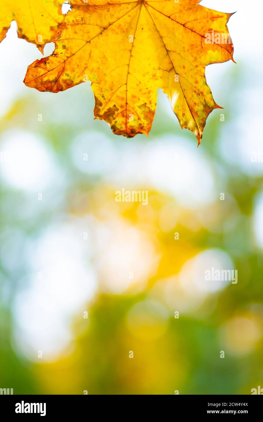 Autumn background with maple leaves. Yellow maple leaves on a blurred ...