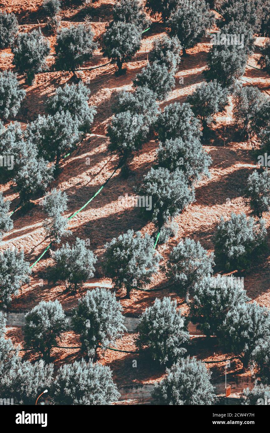 Olive grove calabria italy hi-res stock photography and images - Alamy