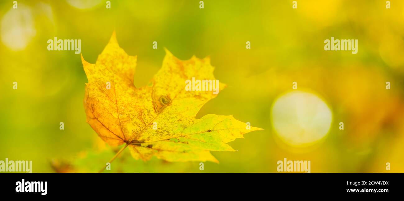 Autumn background with maple leaves. Yellow maple leaves on a blurred ...
