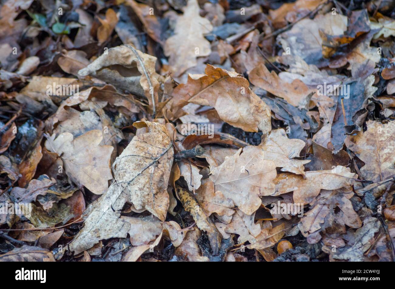 Autumn sunny light oak leaves hi-res stock photography and images - Alamy
