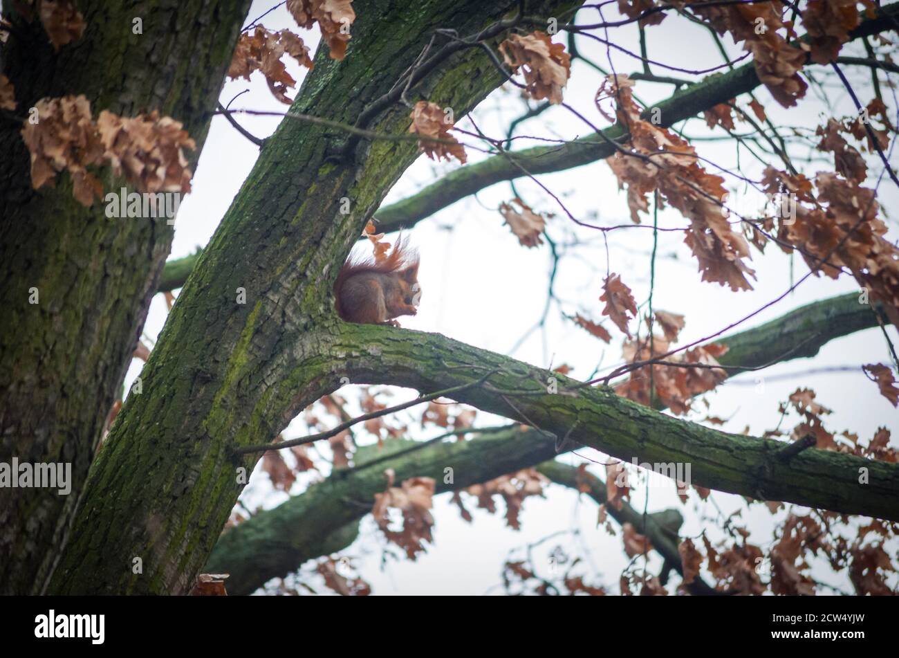 Squirrel on a tree in autumn Stock Photo
