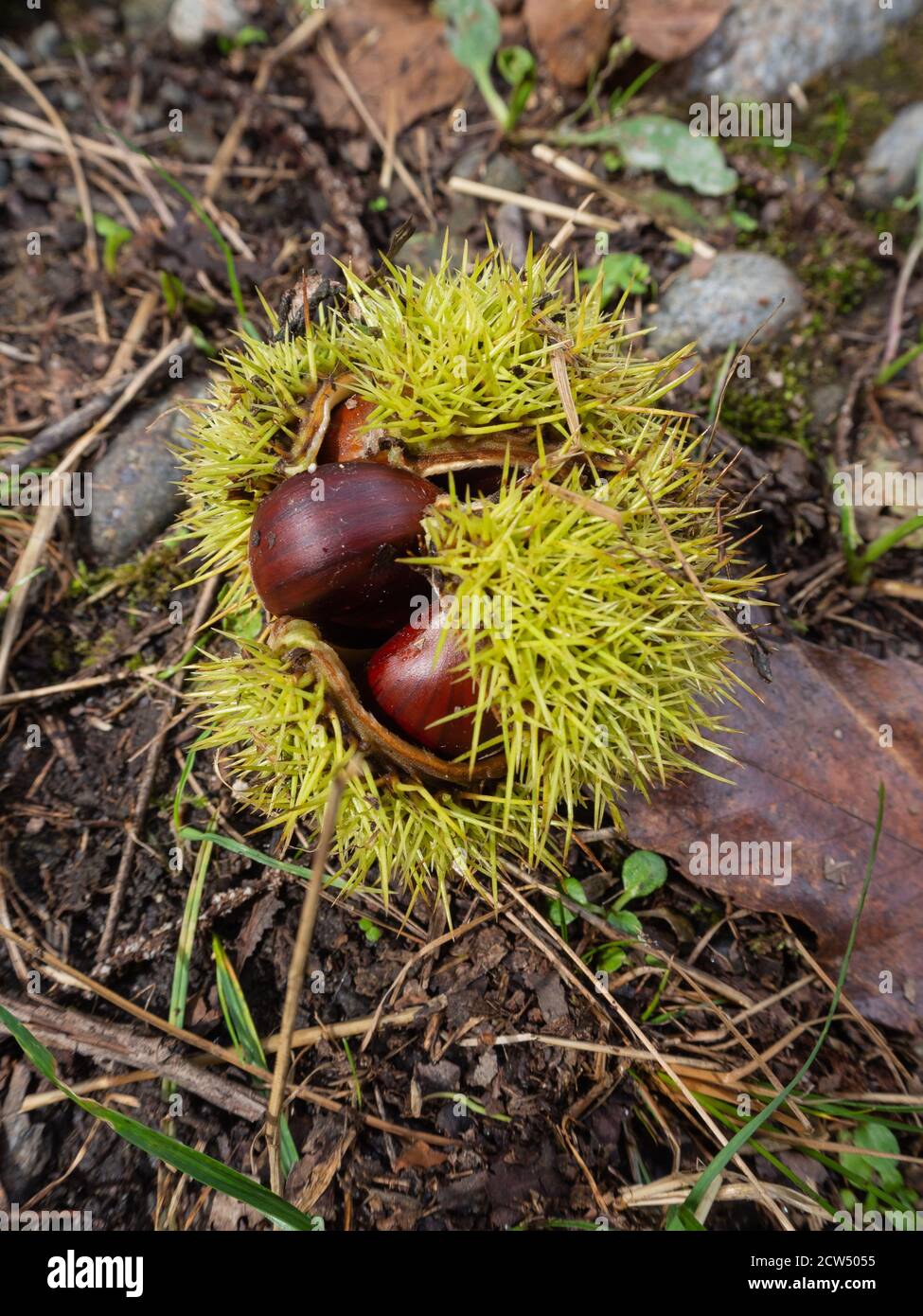 chestnuts on the forest floor Stock Photo