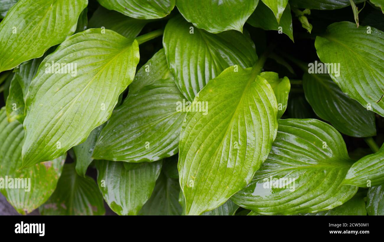 Background of green big wet leafs, abstract green texture, nature background, tropical leaf.Copy space. Floral pattern Stock Photo