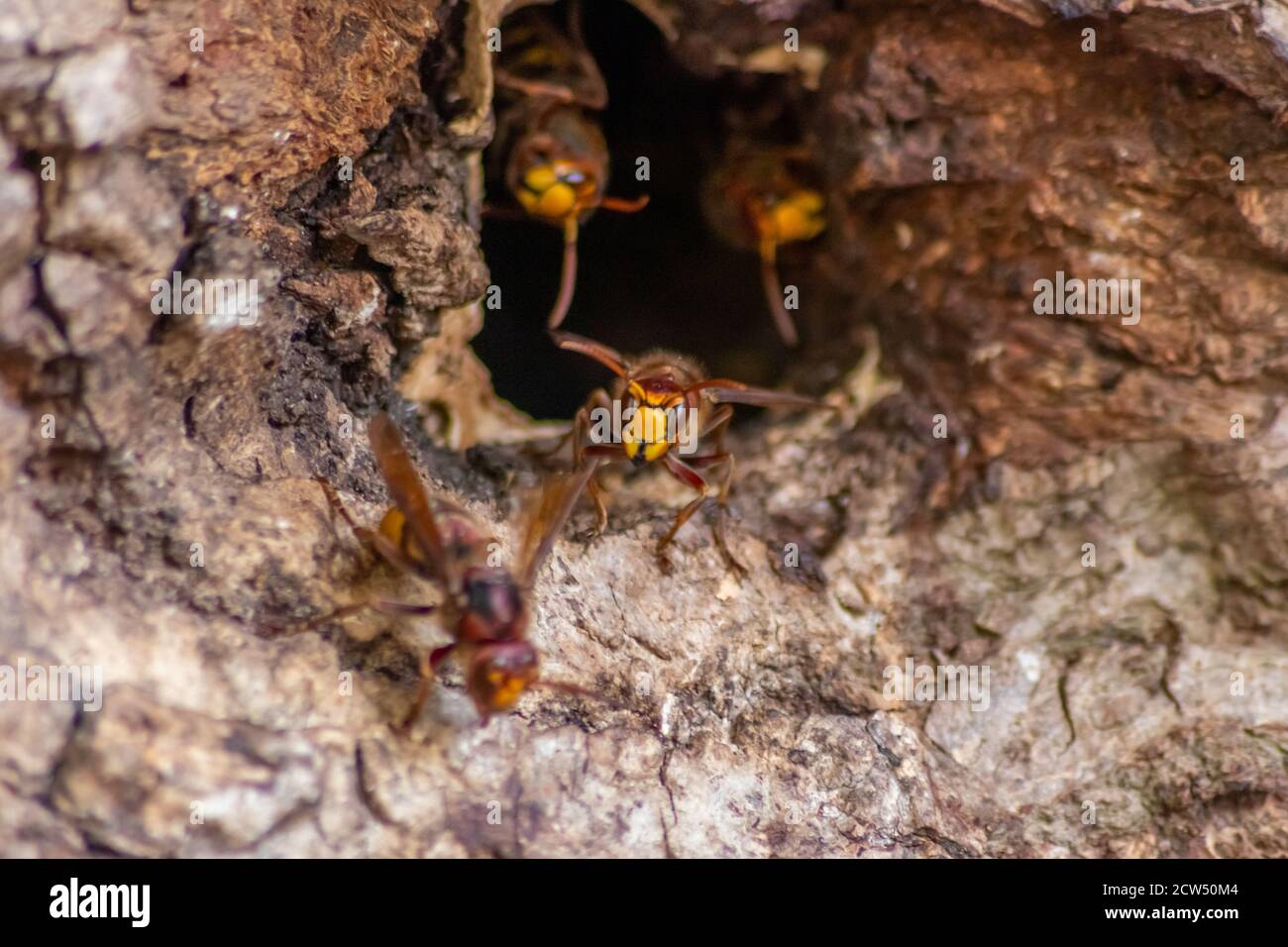 European hornets defend the entry of their hornets nest against invaders and are a dangerous and poisonous pest that build colony with stinging yellow Stock Photo