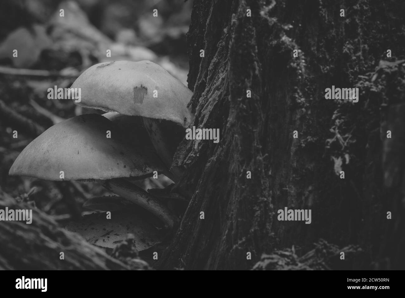 mushrooms on a tree trunk, mushrooms artistically photographed, silky contrast, black and white photo Stock Photo