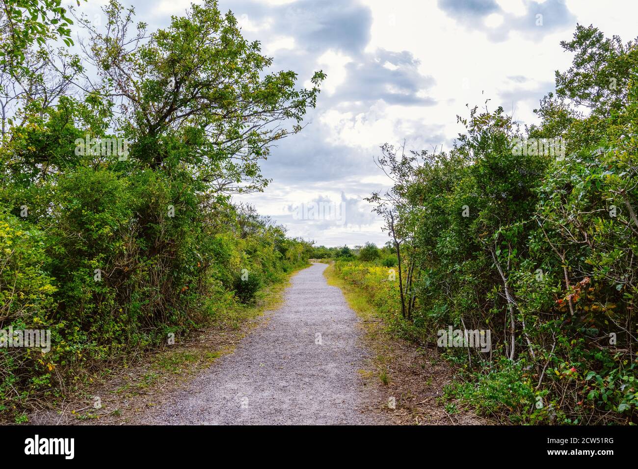 Long pathway surrounded trees hi-res stock photography and images - Alamy