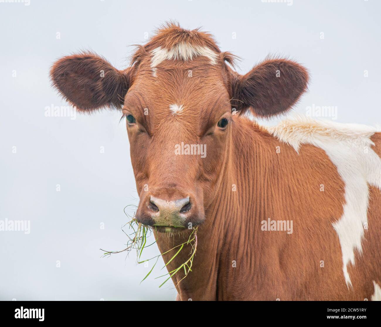 A Brown and white cow on a white background Stock Photo