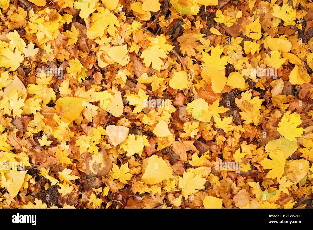Fall Texture Yellow Colorful textural seasonal fall background of autumn red and yellow ...