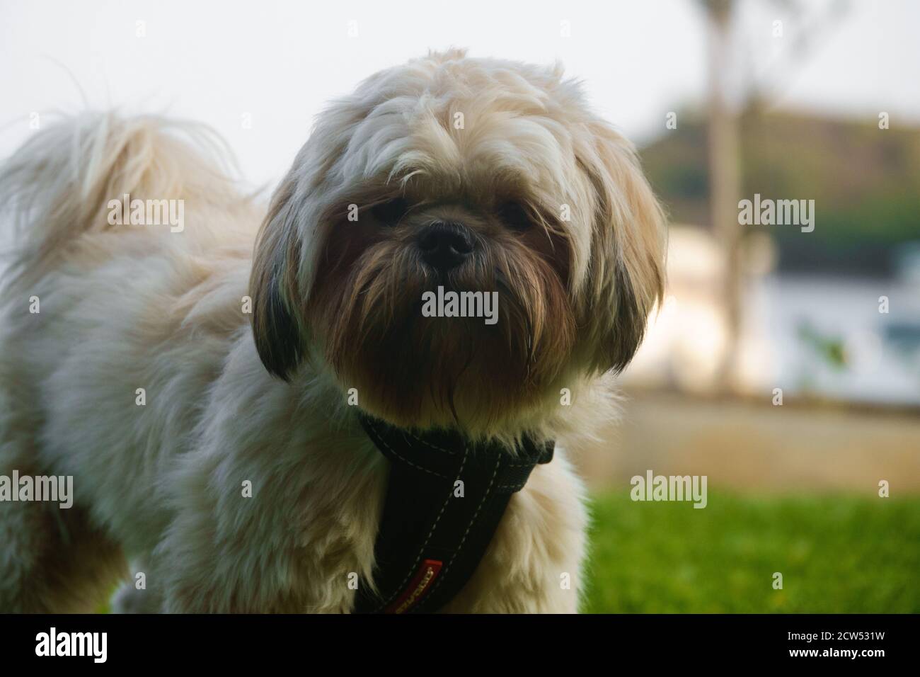 Shih Tzu Poodle High Resolution Stock Photography And Images Alamy