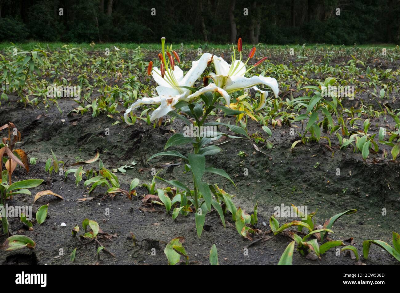 One beautiful white Lily left on an agricultural field Stock Photo